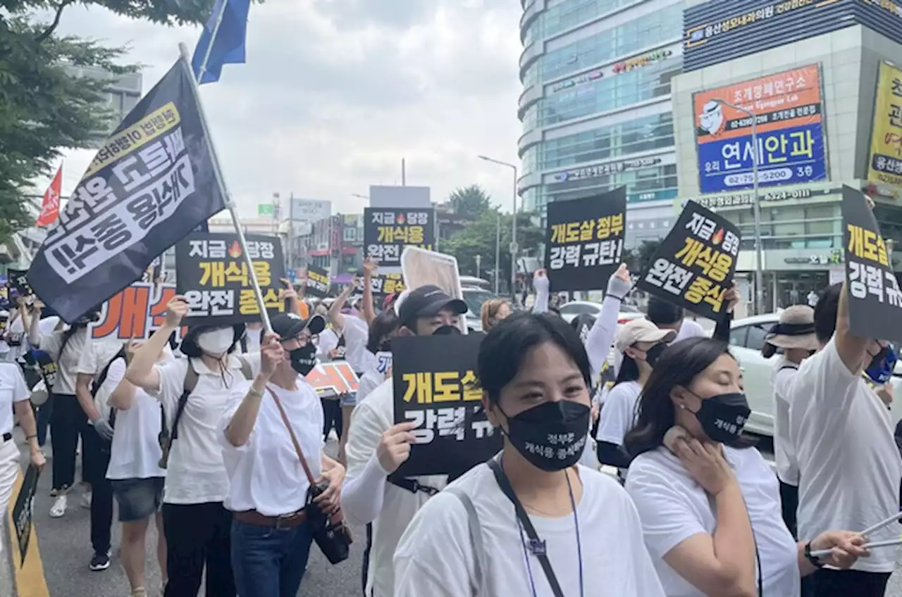 전국 31개 동물단체, 초복 앞두고 ‘개 식용 종식’ 외친다