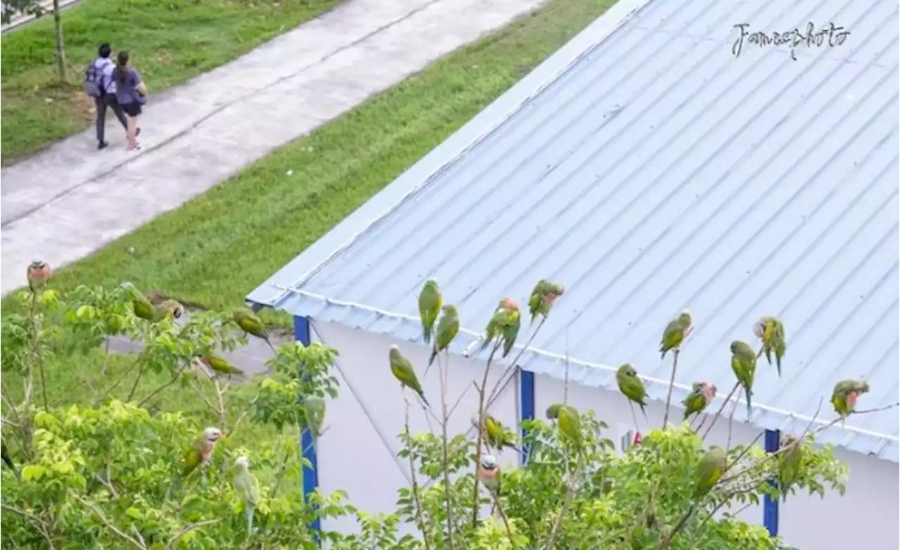 'Bird paradise without the entrance fees' — Singapore West Zone hailed after mesmerising parakeet sighting - Singapore News