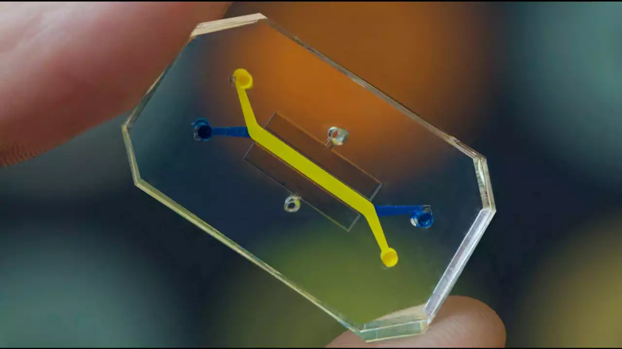 Organ-on-a-chip's potential to revolutionize biomedical research