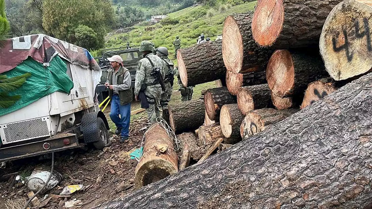 La Jornada: Desmantelan soldados y GN dos aserraderos ilegales en Tres Marías