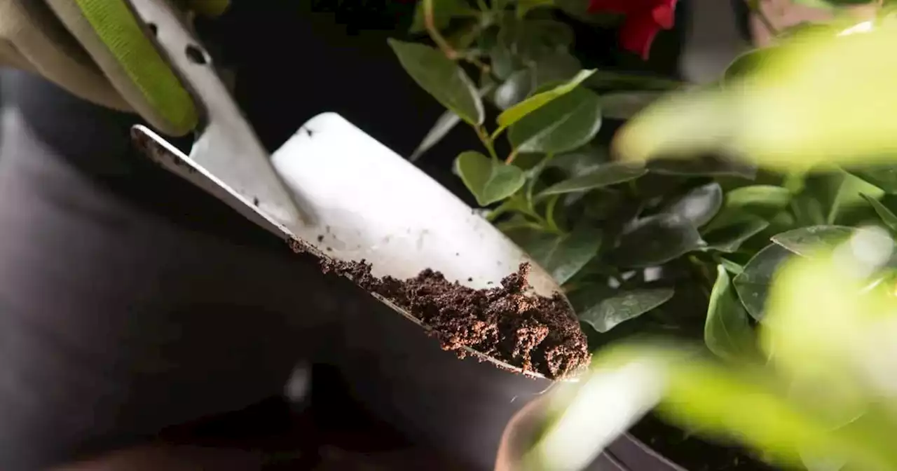 El café como abono no sirve para todas las plantas | Ciudadanos | La Voz del Interior