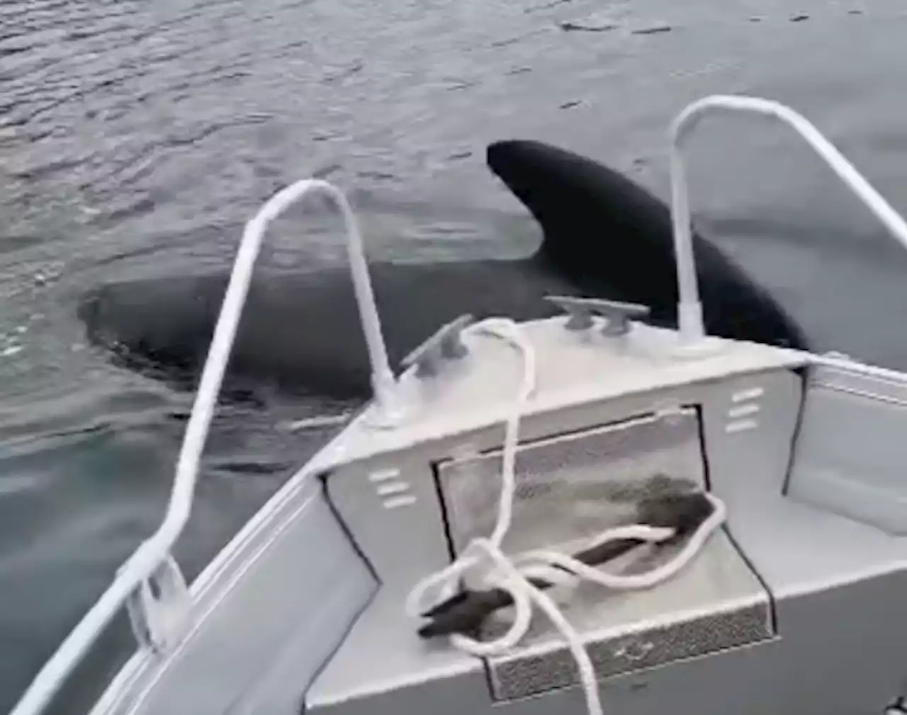 Her koker det av kval: – Plutselig var de over hele fjorden, det var helt sykt