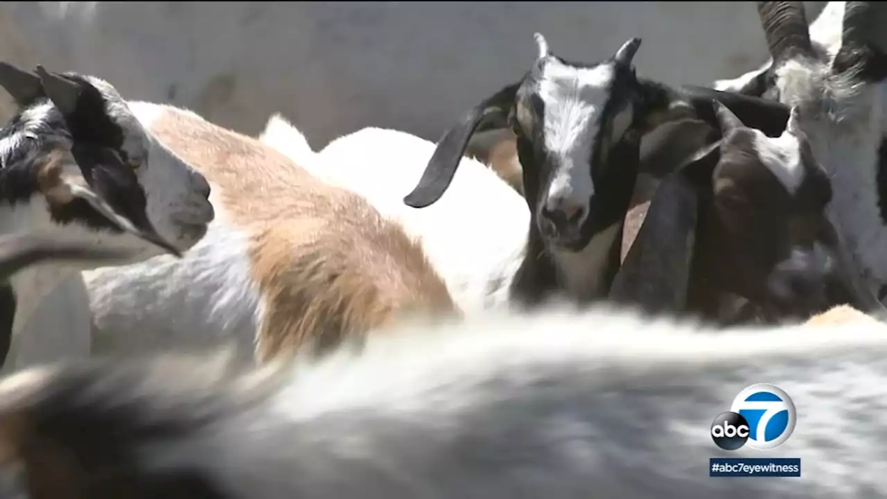 More than 350 grazing goats help with fire prevention at San Manuel reservation near Highland