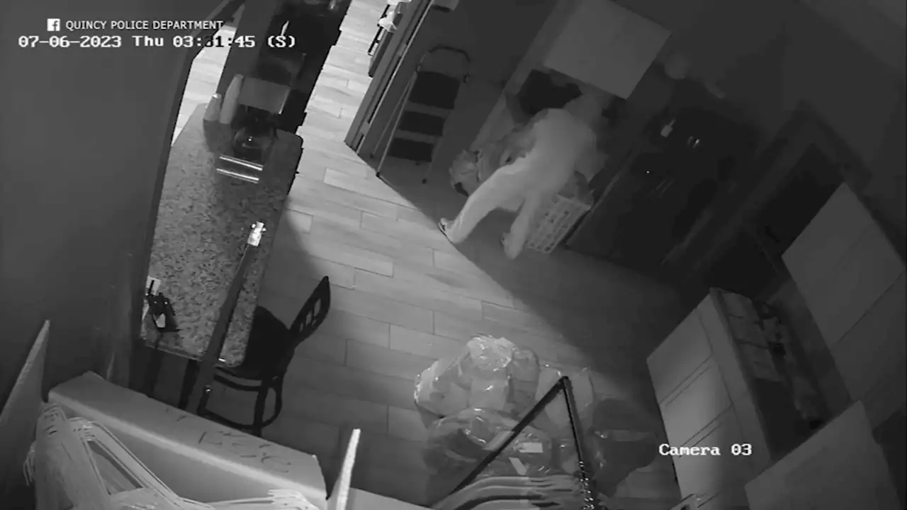 Caught on camera: Person wearing bunny suit burglarizes Quincy laundromat