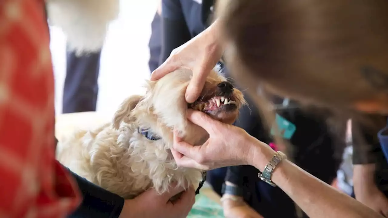 Animal cruelty and neglect on the rise as pet owners bitten by cost of living pressures