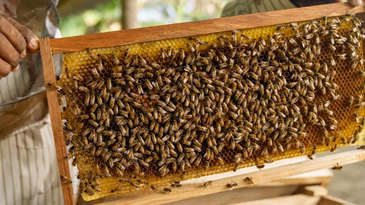 How beekeeping has become an important side hustle for women in one Pacific country