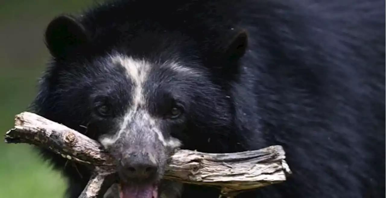 Colombie: l'ours à lunettes à la rescousse des producteurs de café, et vice-versa