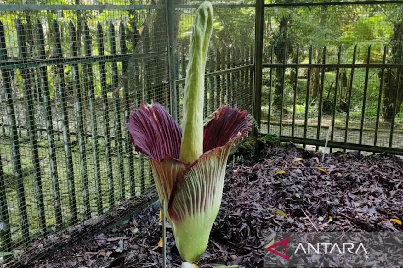 Bunga bangkai raksasa mekar di Kebun Raya Cibodas