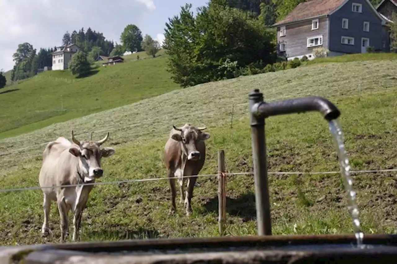 So gehen Nutztiere mit der Hitze um - bauernzeitung.ch