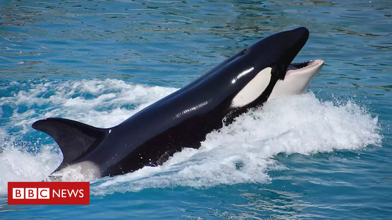 As possíveis razões dos crescentes ‘ataques’ de orcas a barcos - BBC News Brasil