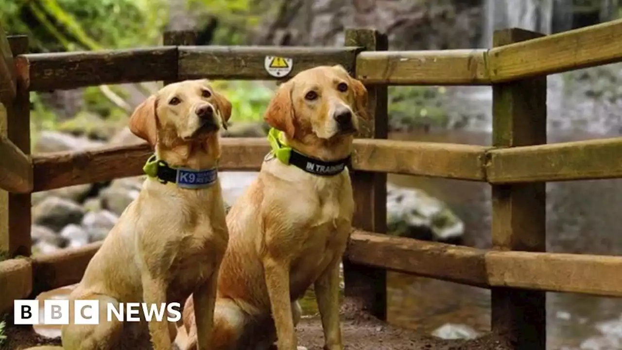 Hillsborough: Six dogs treated after eating toxic items in park