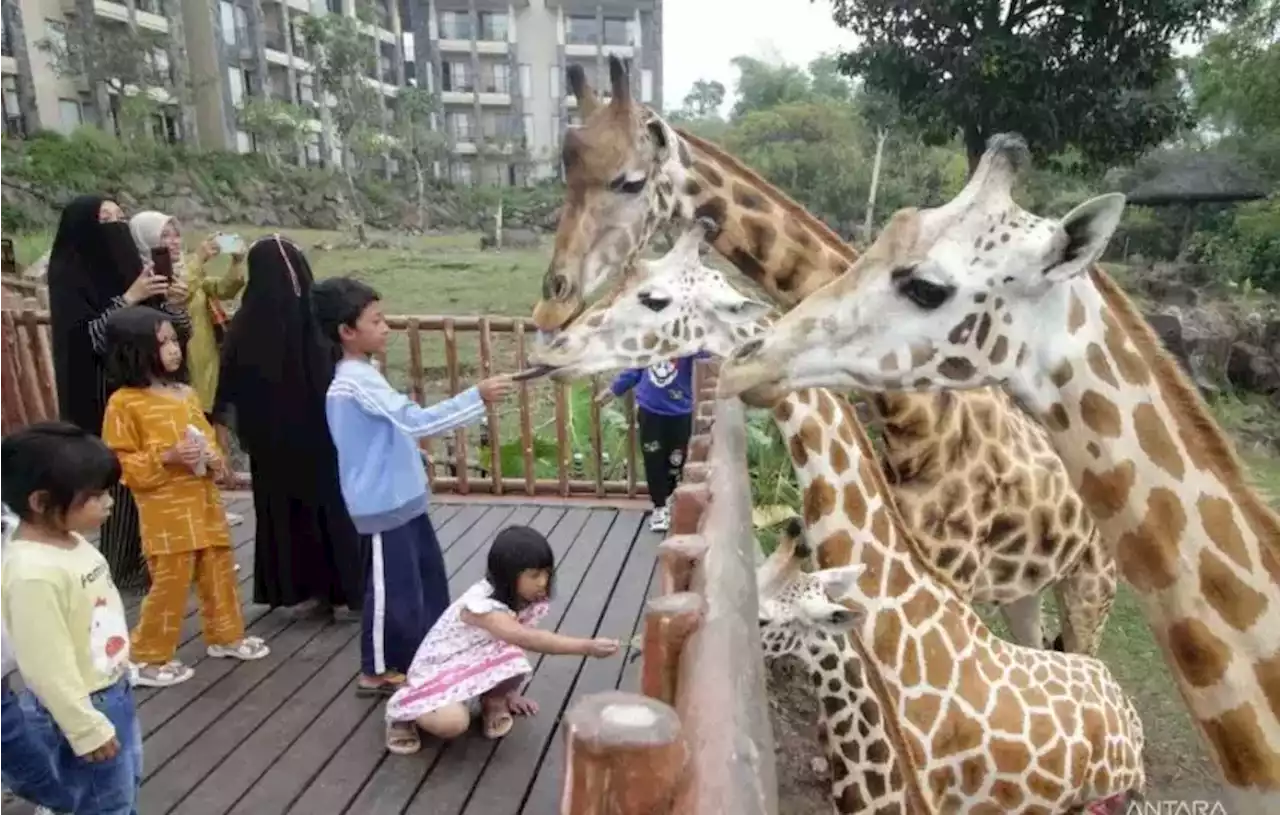 Taman Safari II Jatim, Jadi Destinasi Wisata Ramah Anak di Musim Liburan