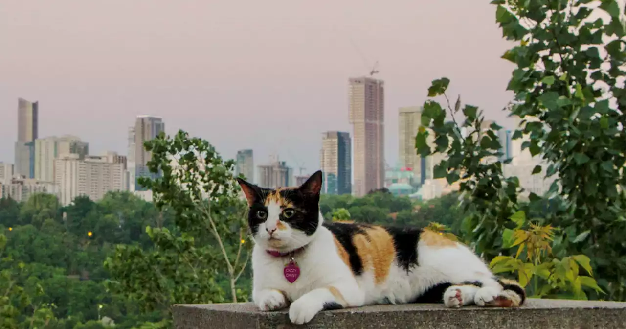 Local historian shares fascinating story of Toronto's first-ever cat