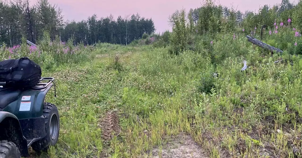 Bear attacks and seriously injures 21-year-old woman planting trees in Canada