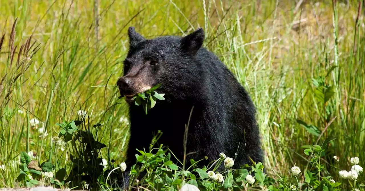 Tree planter attacked by bear in Canada, airlifted to hospital