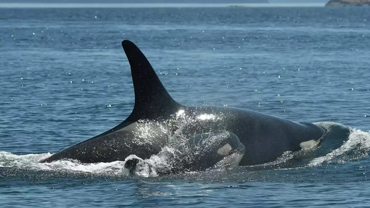 Genders of two new southern resident killer whale calves confirmed