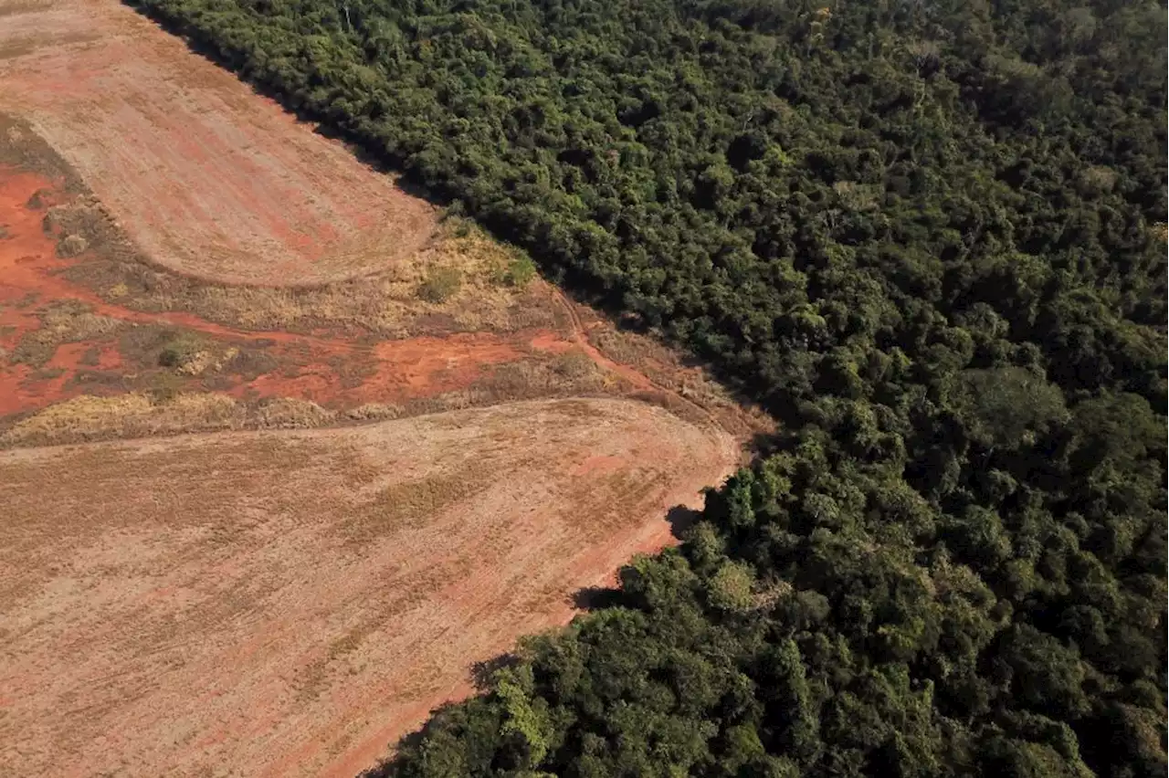 Inpe diz que 20 cidades concentram metade dos alertas de desmatamento na Amazônia