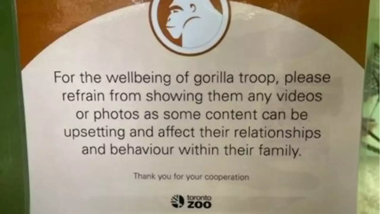 Toronto Zoo urges guests to help limit screen time for gorillas