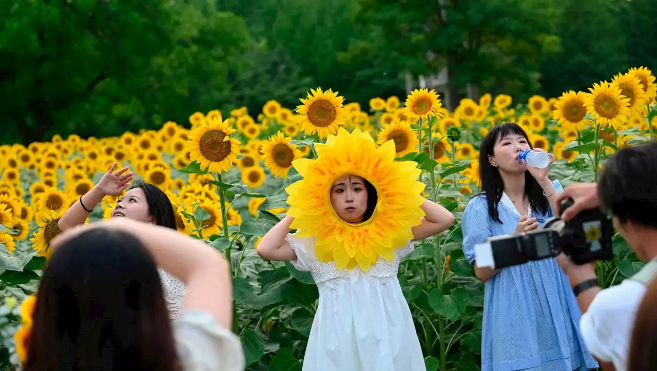 Say … Sonnenblume: Das sind die Bilder der Woche