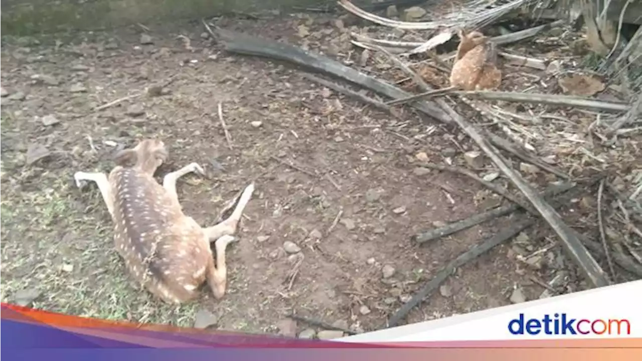 Misteri Matinya 28 Rusa Kompleks BUMN Digigit Anjing Liar, Kena Rabies?