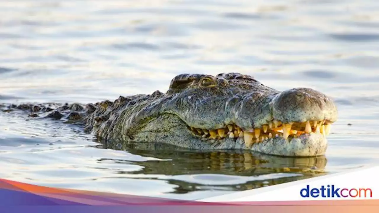 Nelayan di Kukar Tewas Diterkam Buaya 5 Meter Saat Bersihkan Perahu