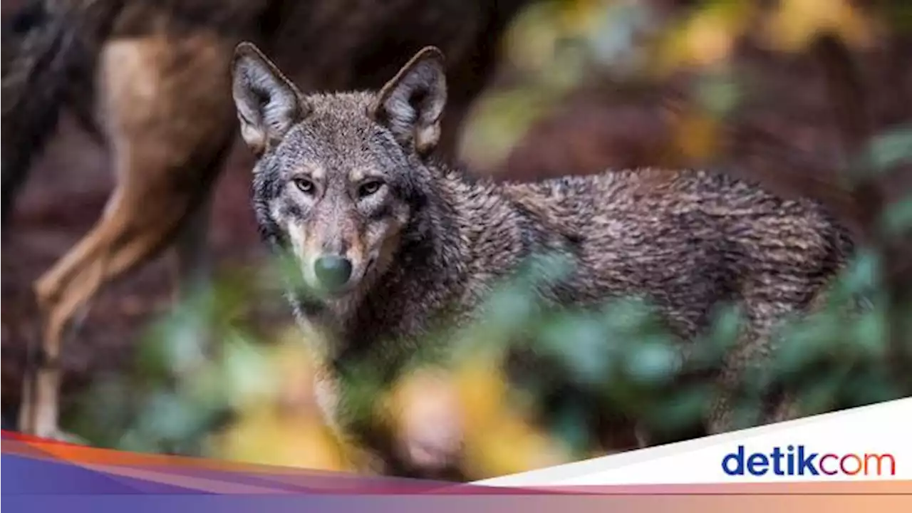 Ternyata Ini Alasan Serigala Mengibaskan Ekor, Diwariskan Juga ke Anjing