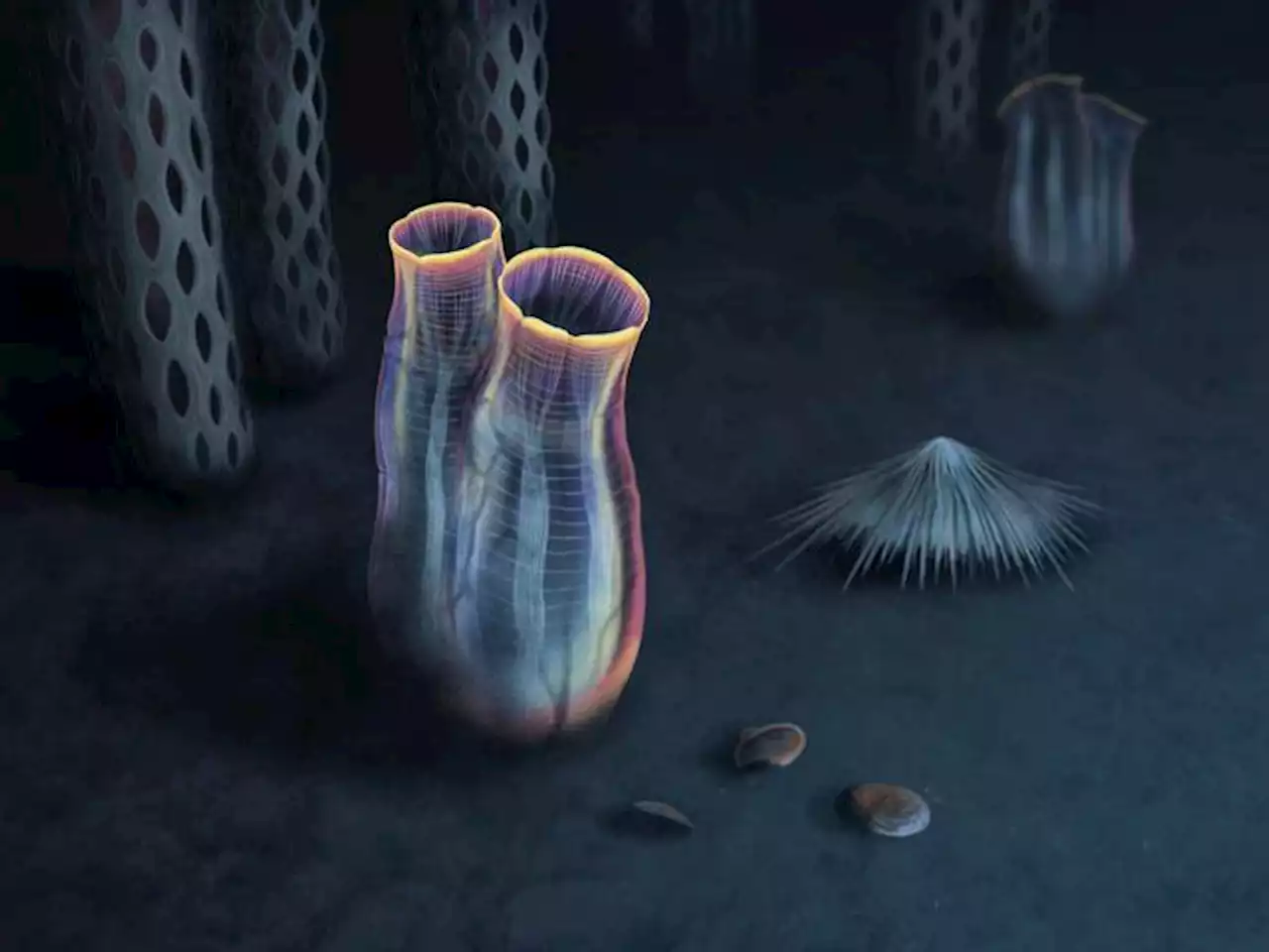 500-Million-Year-Old Fossil Reveals Ancient Ancestor to Modern-Day Tunicates