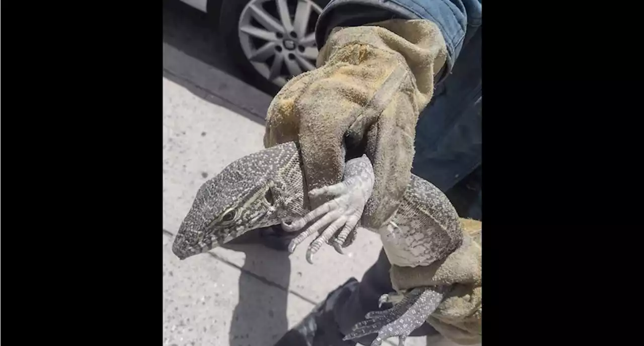 Tras comerse un gato, capturan a reptil 'varano' en calles de Celaya, Guanajuato