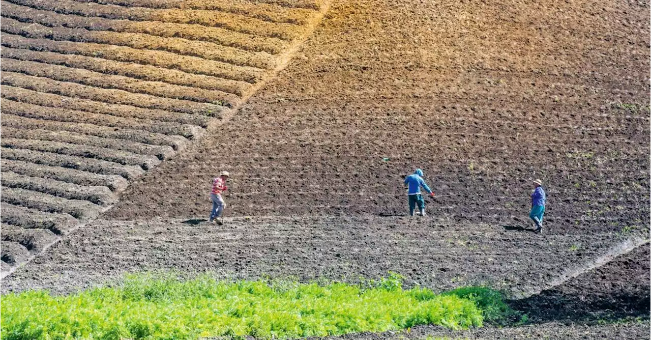 El Niño traería menos alimentos y más costosos