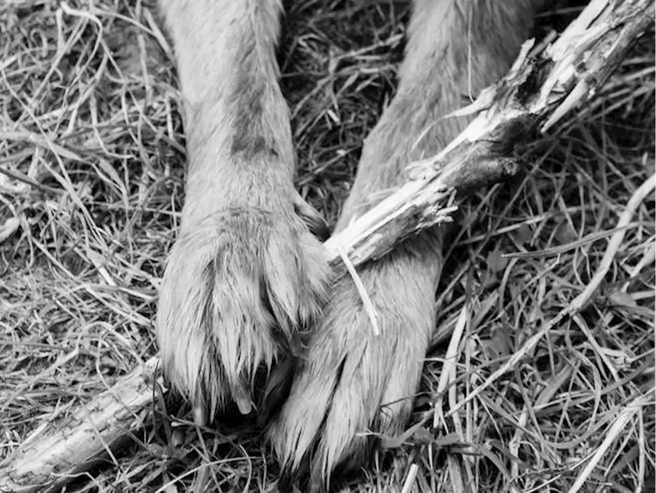 Judicializan a hombre que habría matado a un perro con puños y patadas en Bogotá