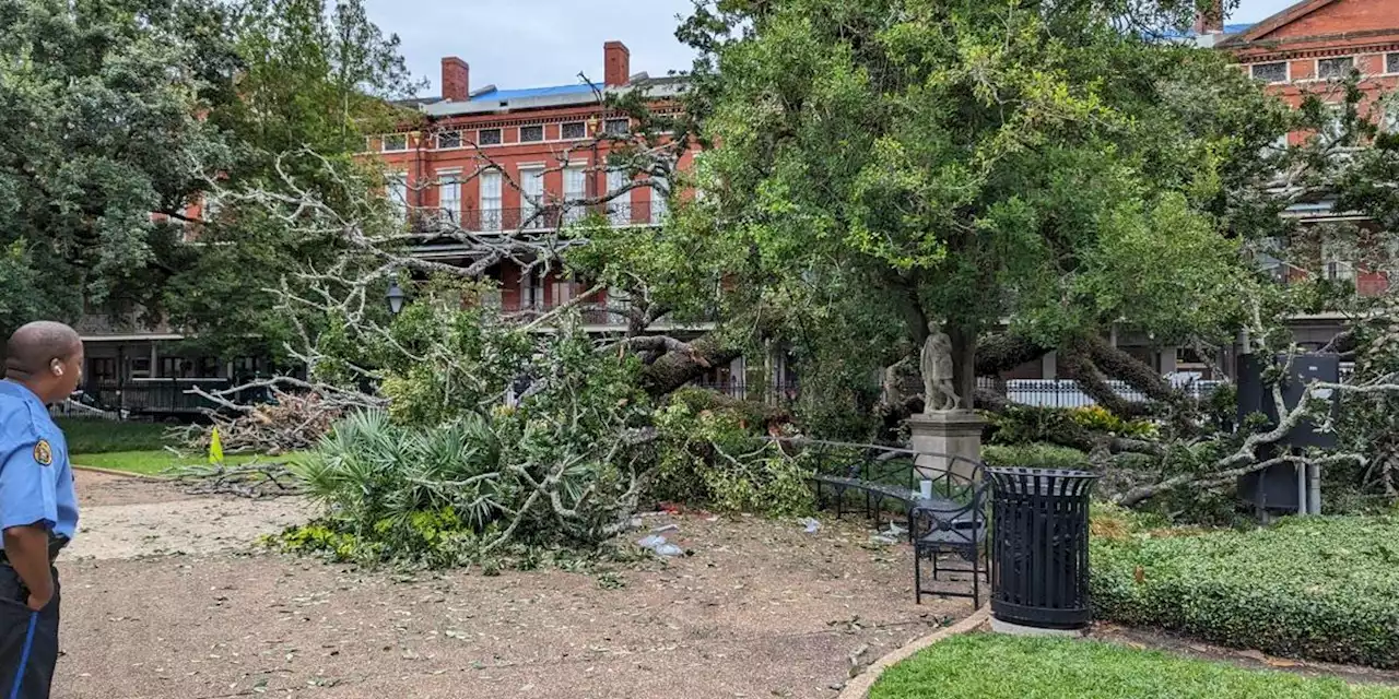 16-year-old critically injured after large oak tree snaps in half, crashes in Jackson Square