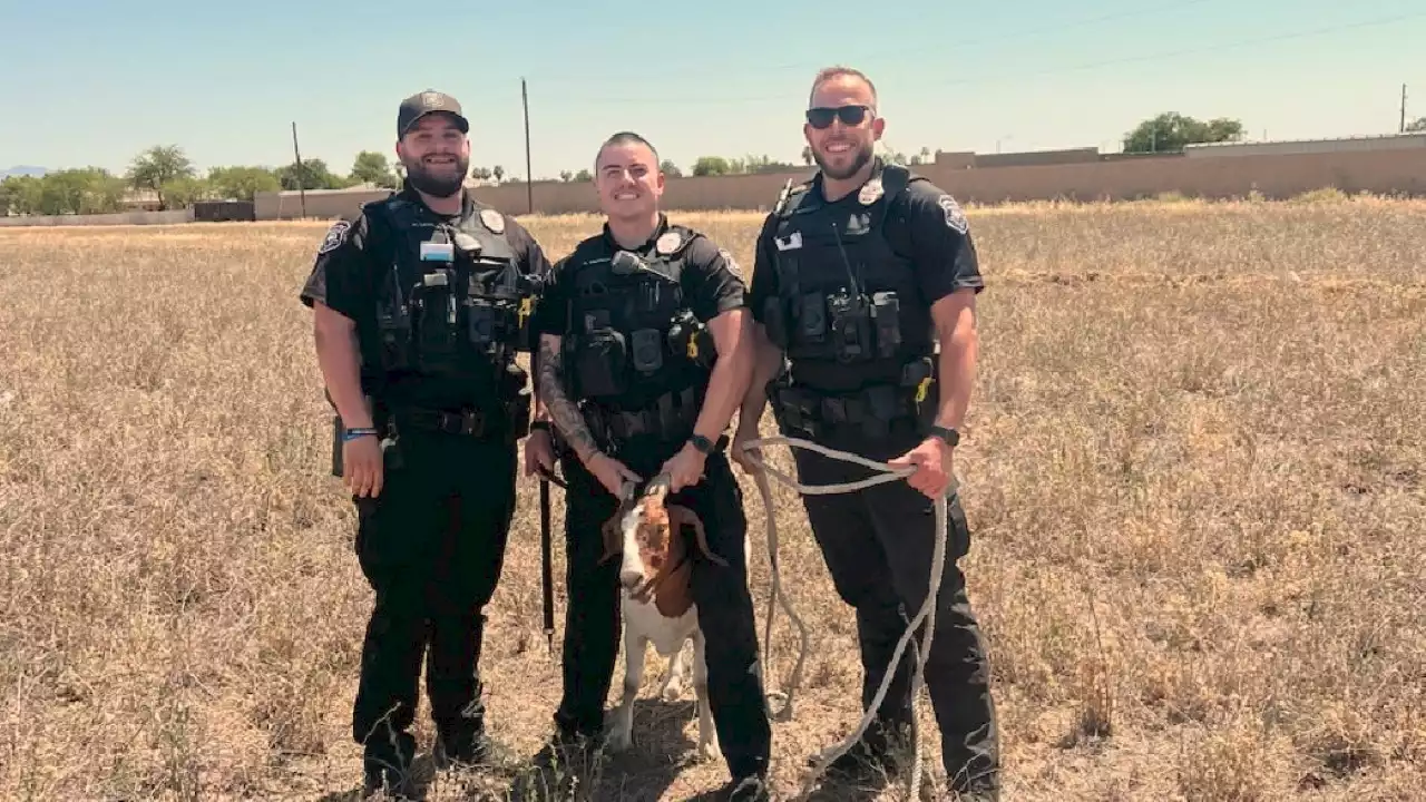 Arizona police officers filmed running after 2 goats in wild chase: video