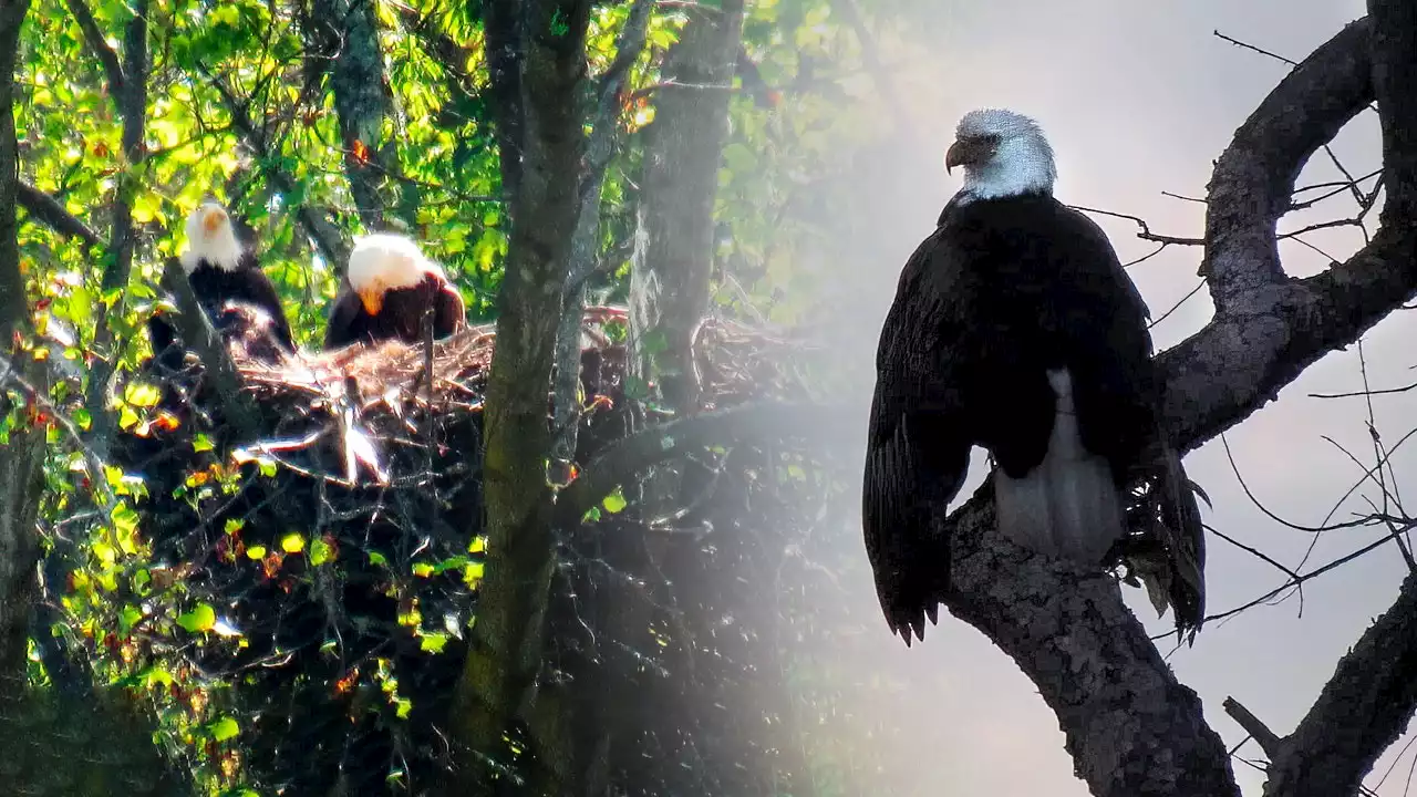 Pennsylvania bald eagle poaching suspect turns self in after shocking slay of neighborhood mascot