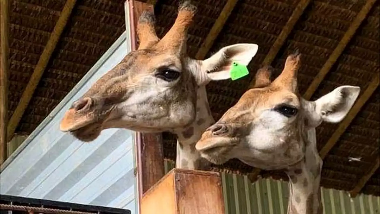 Morre mais uma das girafas importadas pelo Bioparque do Rio