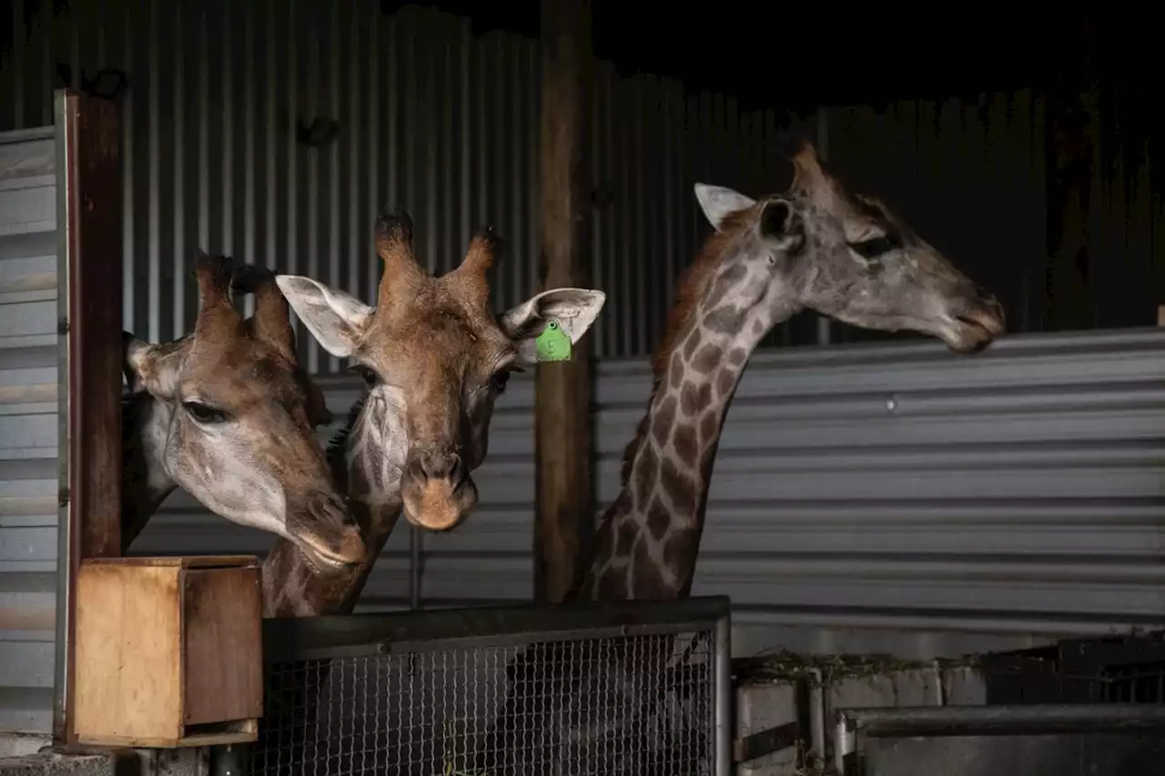 Morre quarta girafa importada do BioParque do Rio