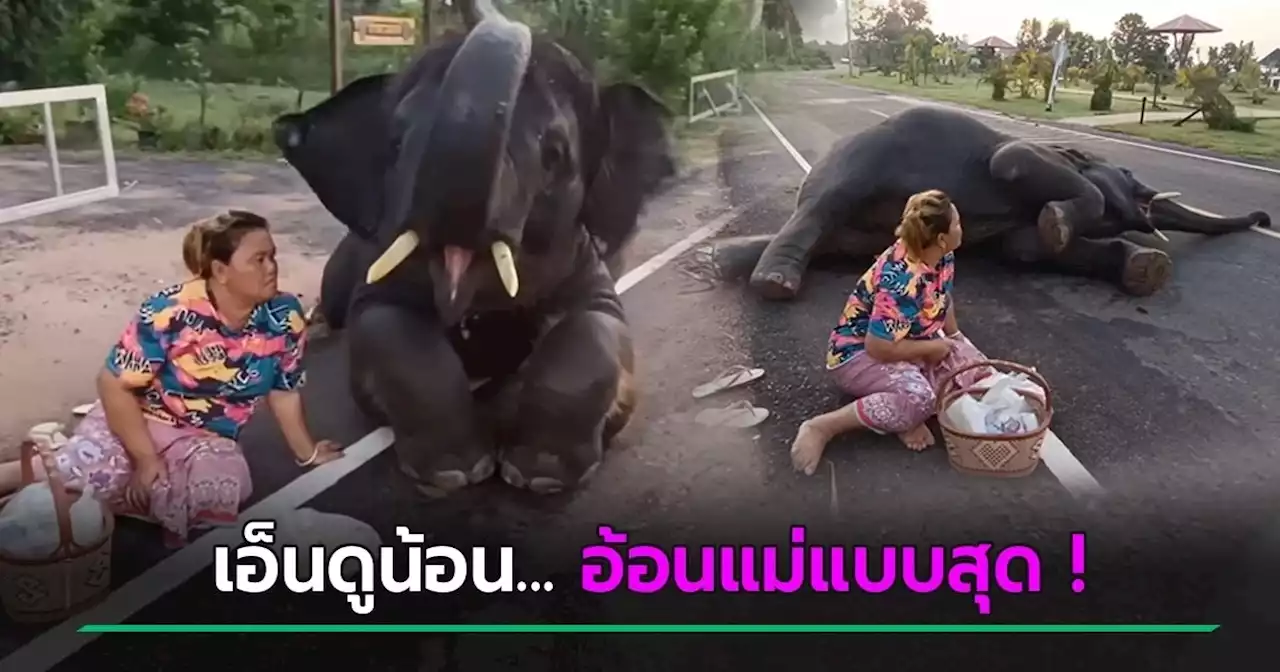 พลายดาวมงคล โชว์ลูกอ้อนขอทุเรียน แต่แม่บอกกินก่อนพระไม่ได้ ลงไปกลิ้งเลย...