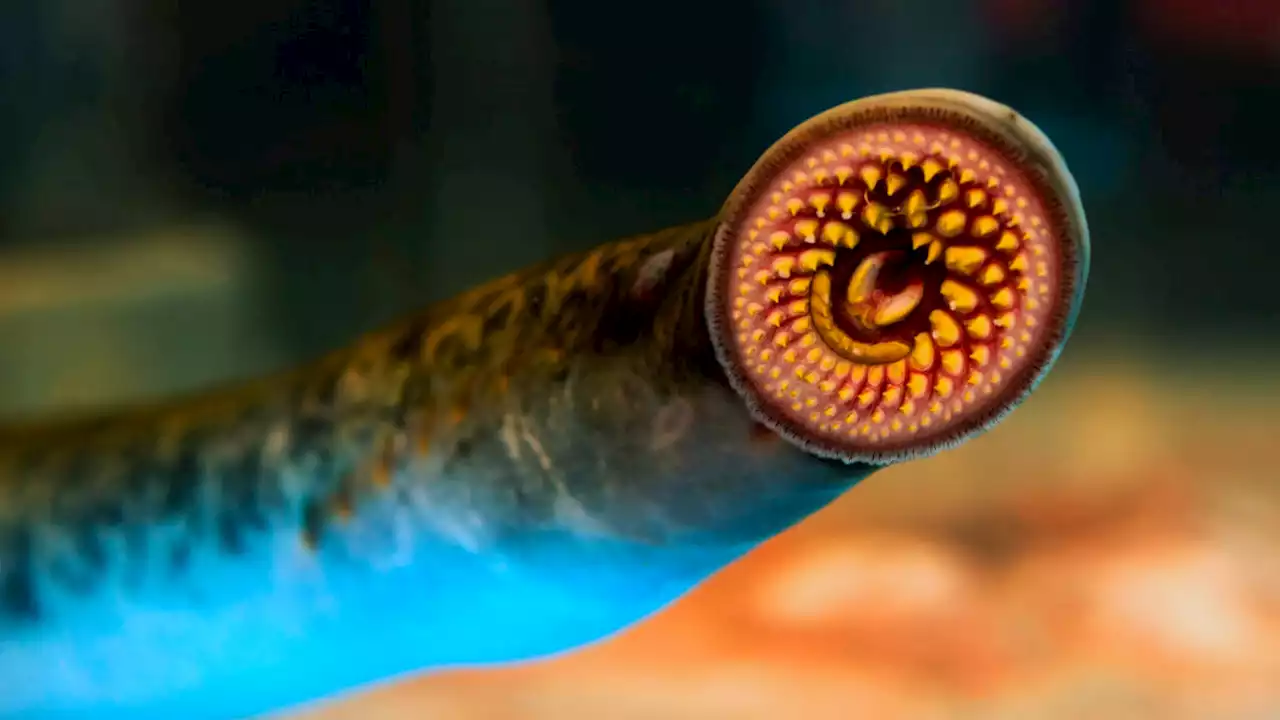 Blood-sucking sea lampreys on the rise in Great Lakes again