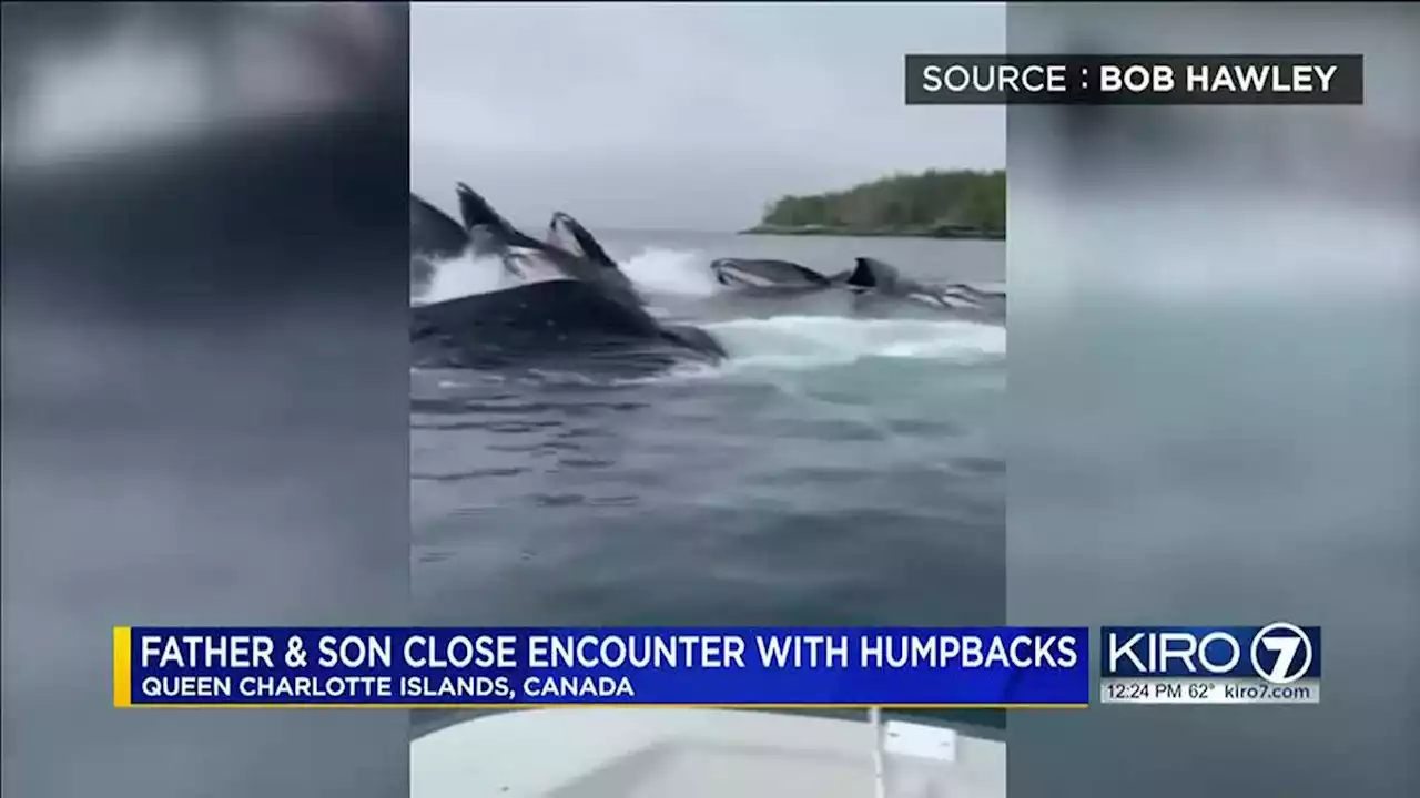 Fisherman have incredible close encounter with whales off coast of Canada