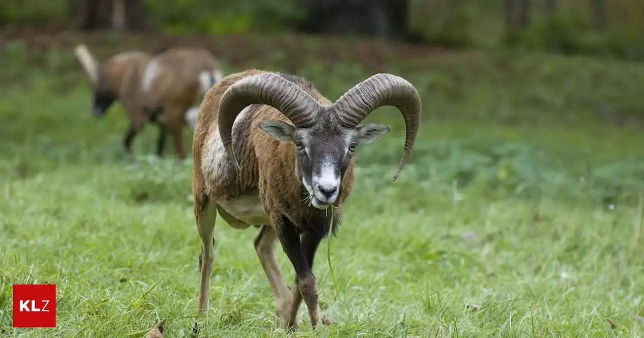 Von Jäger gefunden: Wilderer schossen Muffelwidder in Keutschach