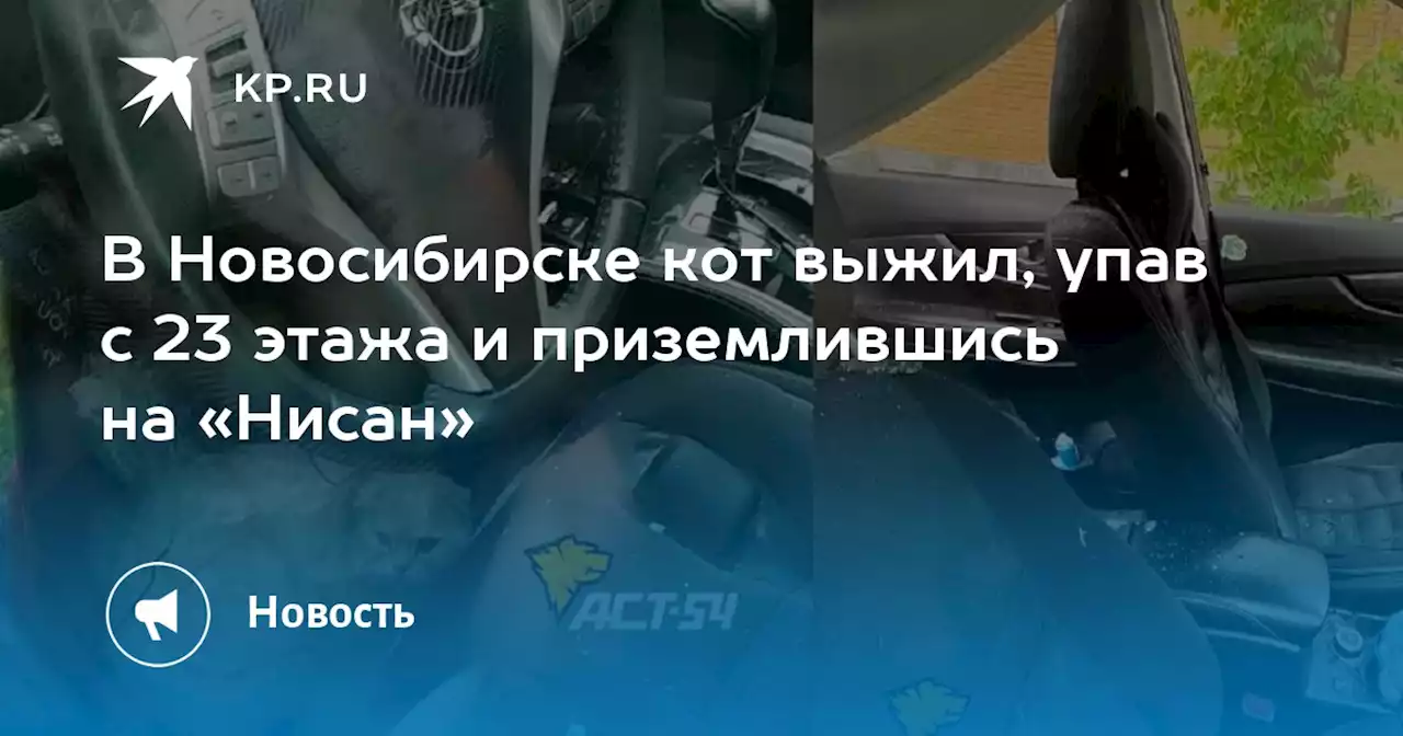 В Новосибирске кот выжил, упав с 23 этажа и приземлившись на «Нисан»