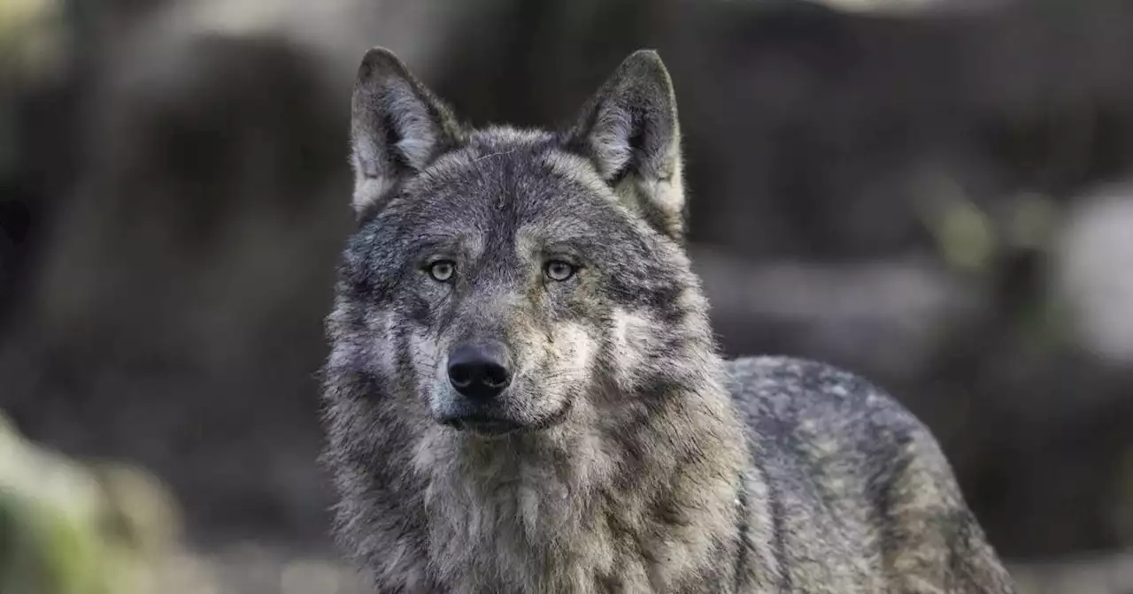 In Salzburg wurde der erste Problemwolf erlegt