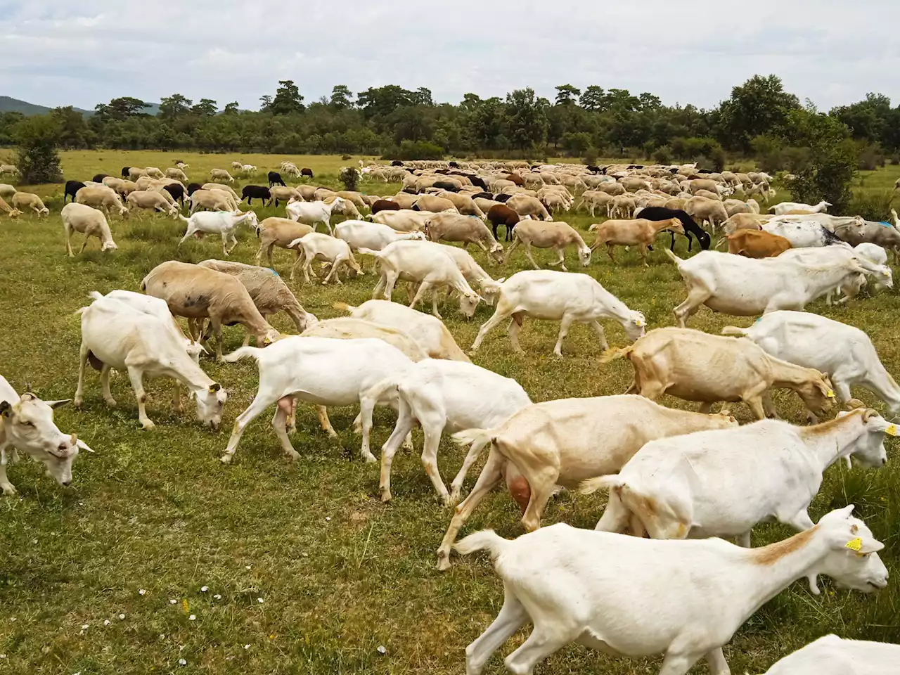 Aprendiendo a ser pastor: tener un sexto sentido con los animales es una de las claves