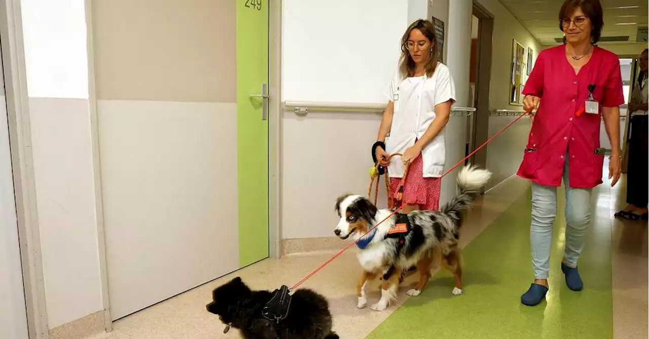 Manosque : au service des soins palliatifs, les chiens Russel et Taïga assurent le soutien émotionnel