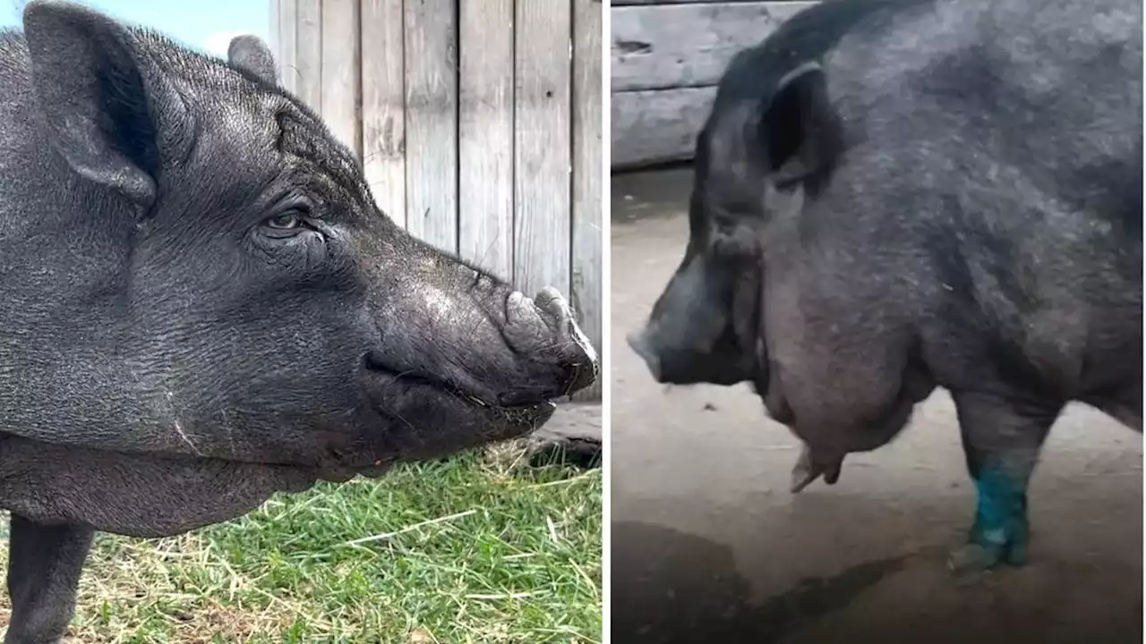 Pet pig fed junk food for seven years