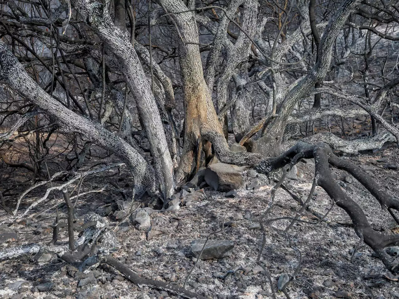 Sécheresse, incendies : un photographe en quête des «stigmates» français