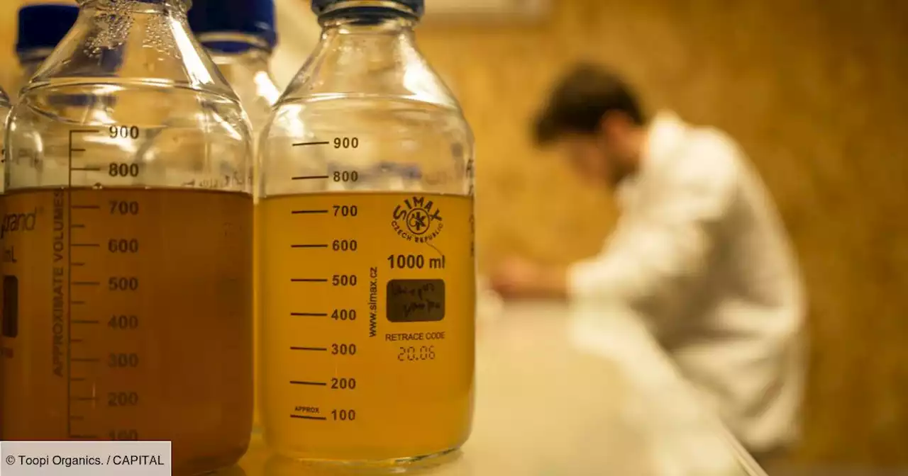 L'urine humaine, un véritable business pour remplacer l'engrais dans les champs ?