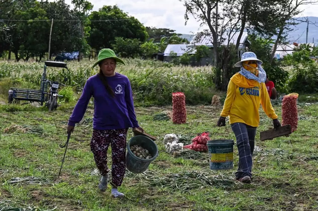 Philippines writes off US$1 billion in farmer debt to boost food production | The Malaysian Insight