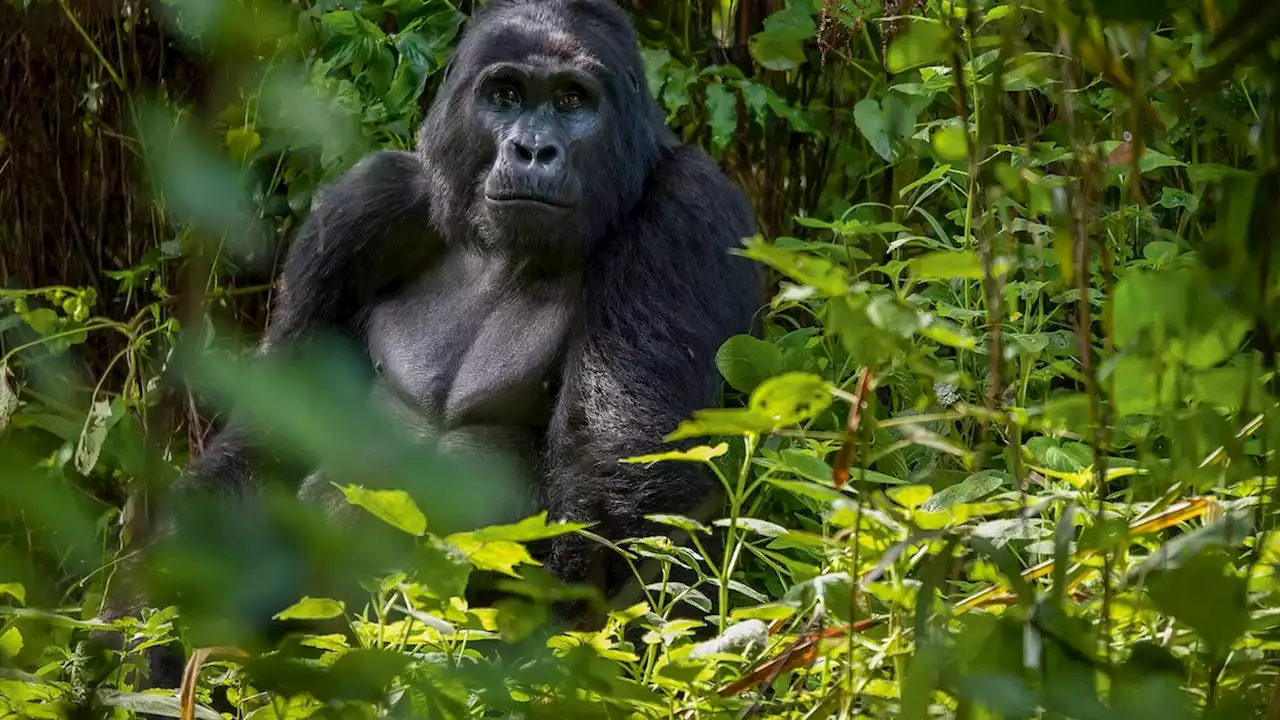 Affordable gorilla encounters in Uganda's Bwindi Impenetrable Forest