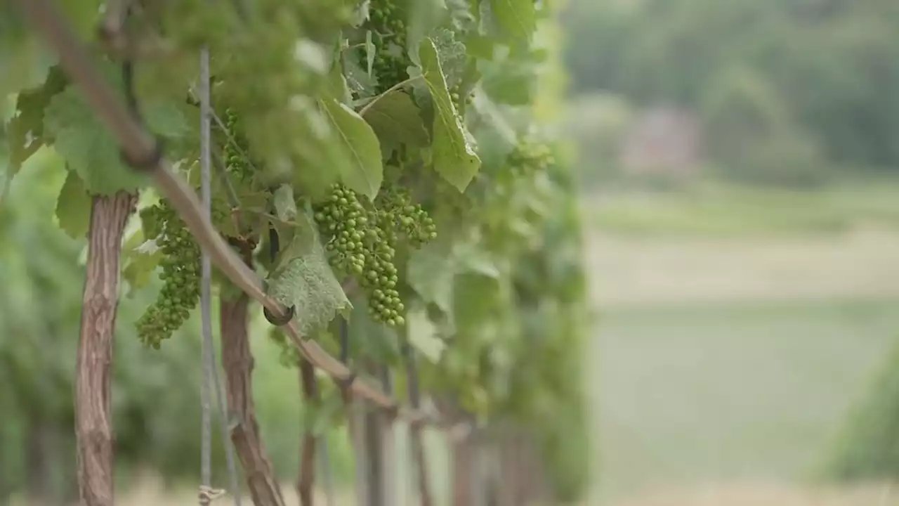 Zuid-Franse druiven groeien door klimaatverandering goed in Maastricht