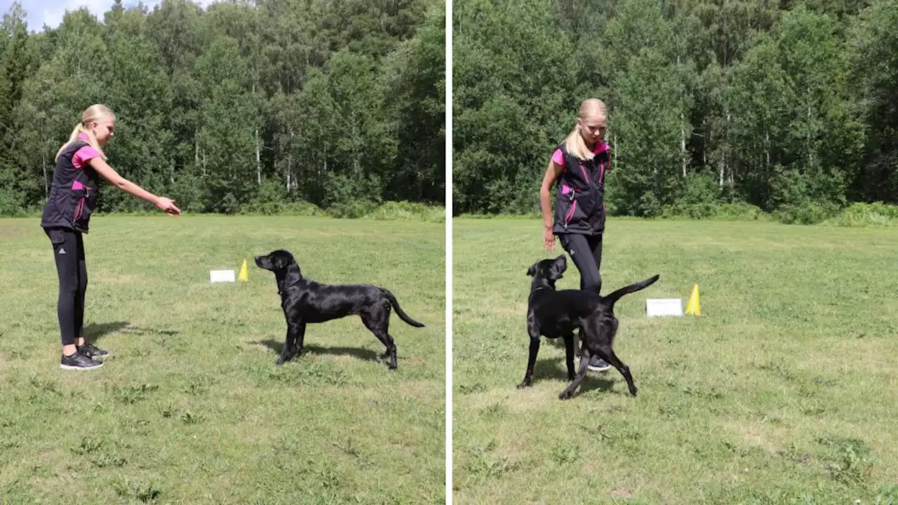 Wilma, 12, siktar på nya framgångar med hunden Bless